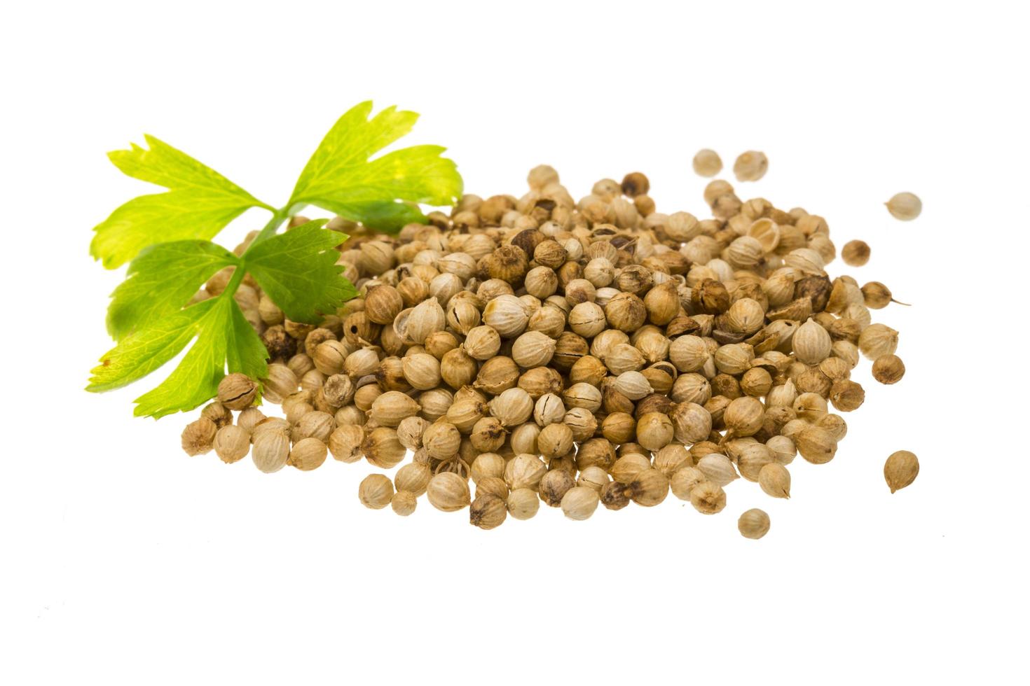 Coriander (Dhaniya)